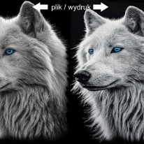 bialy-wilk1