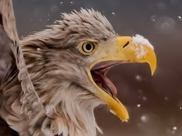 wildlife