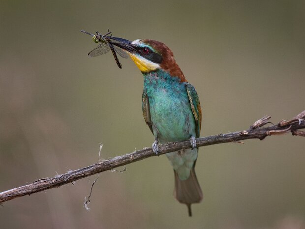 żołny