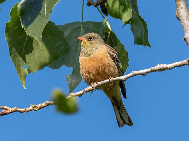 Ortolan