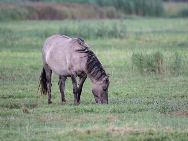 Konik polski