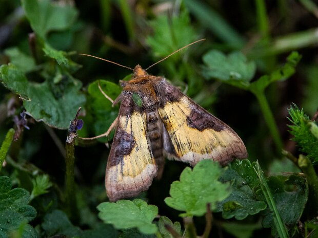 Diachrysia stenochrysis