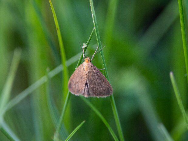 Evergestis aenealis