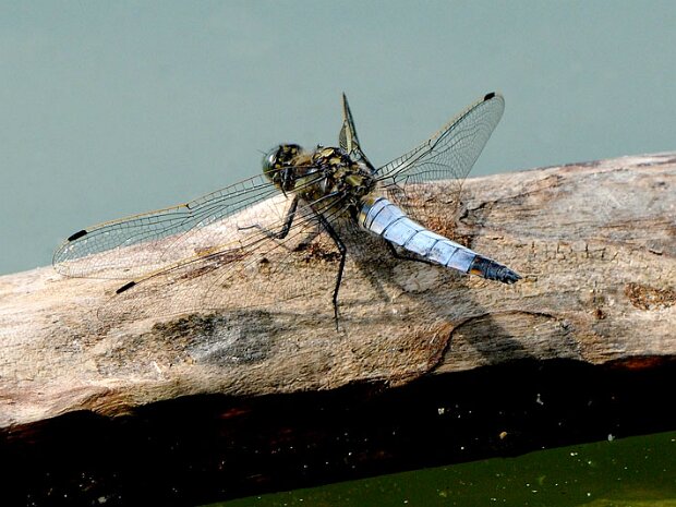 Lecicha pospolita